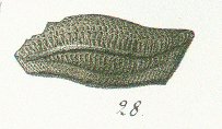 Acrodus rugosus Tafel 22 fig. 28
