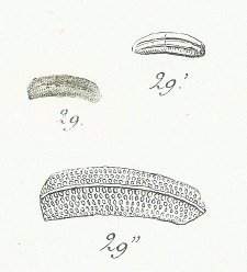 Acrodus rugosus Tafel 22 fig. 29