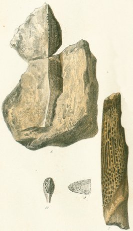 Asteracanthus semisulcatus Tafel 8a fig. 7, 8, 9, 10