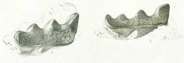 Ceratodus altus Tafel 18 fig. 1, 2