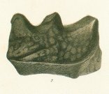 Ceratodus altus Tafel 18 fig. 2