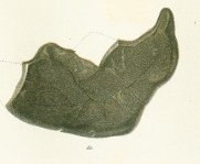 Ceratodus curvus Tafel 20 fig. 10