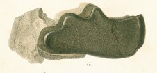 Ceratodus daedaleus Tafel 20 fig. 16