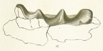 Ceratodus emarginatus Tafel 20 fig. 12
