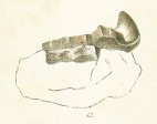 Ceratodus emarginatus Tafel 20 fig. 13