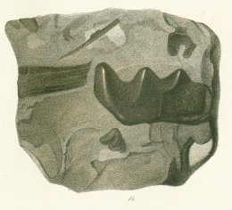Ceratodus gibbus Tafel 20 fig. 14