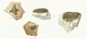 Ceratodus heteromorphus Tafel 18 fig. 32, 33, 34