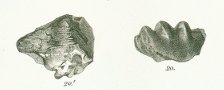 Ceratodus obtusus Tafel 19 fig. 20
