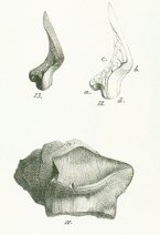 Chomatodus acuminatus Tafel 19 fig. 11, 12, 13