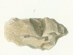 Ctenacanthus ornatus Tafel 2 fig. 1