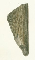 Ctenacanthus tenuistriatus Tafel 4 fig. 8