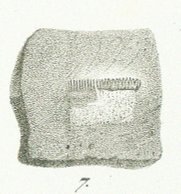 Ctenoptychius denticulatus Tafel 19 fig. 7