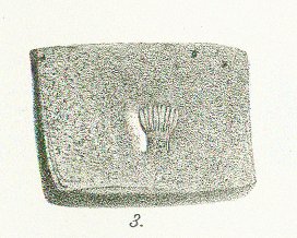 Ctenoptychius pectinatus Tafel 19 fig. 3