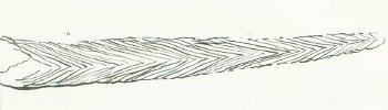Gyracanthus alnwicensis Tafel 1a fig. 8