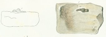 Helodus gibberulus Tafel 12 fig. 1, 2