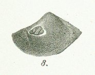 Helodus simplex Tafel 19 fig. 8