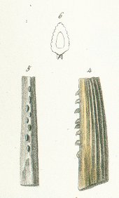 Hybodus acutus Tafel 10 fig. 4, 5, 6