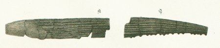 Hybodus carinatus Tafel 9 fig. 13