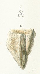 Hybodus leptodus Tafel 10 fig. 2, 3