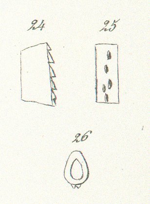 Hybodus leviusculus Tafel 10 fig. 24, 25, 26