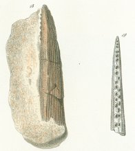 Hybodus marginalis Tafel 10 fig. 18, 19
