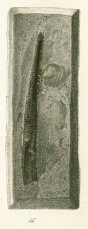 Myriacanthus granulatus Tafel 8a fig. 16