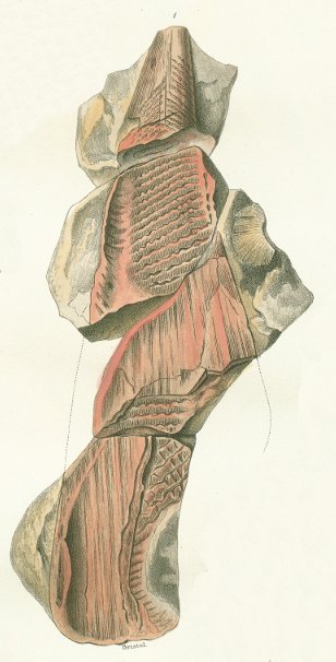 Oracanthus milleri Tafel 3 fig. 1