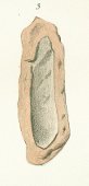 Oracanthus milleri Tafel 3 fig. 3