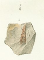 Oracanthus minor Tafel 3 5, 6