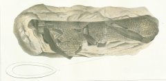 Oracanthus pustulosus Tafel 2 fig. 3, 4