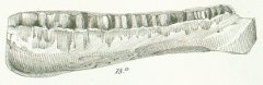 Psammodus rugosus Tafel 12 fig. 15 b