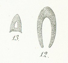 Sphenacanthus serrulatus Tafel 1-fig. 12, 13