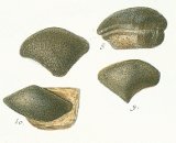Strophodus subreticulatus Tafel 18 fig. 8-10