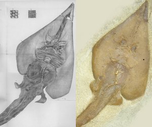 Rhinobatus tesselatus Holotyp