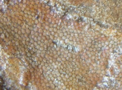 Squatina baumbergensis