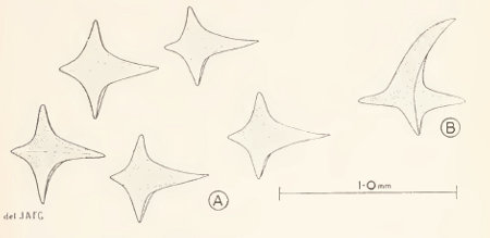 Etmopterus baxteri fig. 2