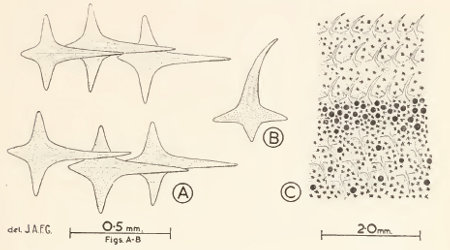 Etmopterus abernethyi fig. 4
