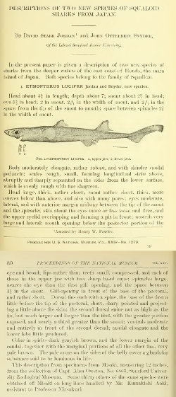 Etmopterus lucifer text