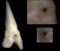 Hemipristis, upper jaw, tooth Nr. 2