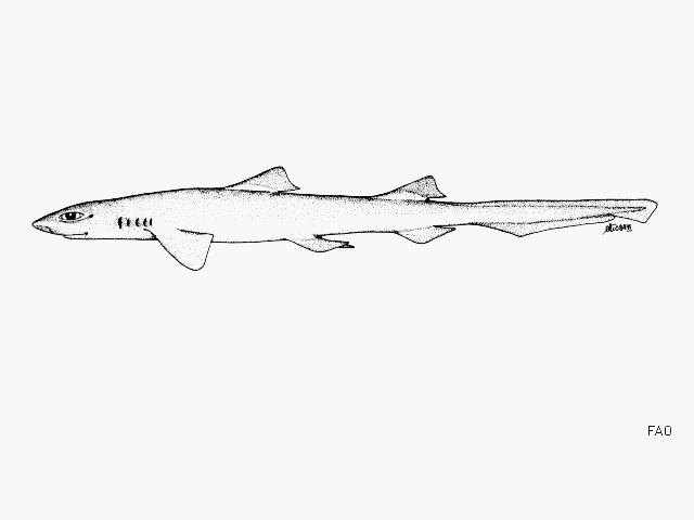 Eridacnis Barbouri Shark References