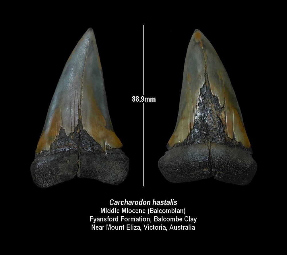 080 3 dents de requin Isurus hastalis 