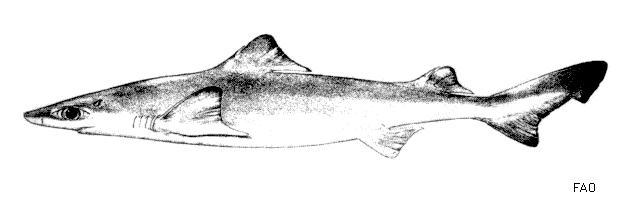 blackfin gulper shark