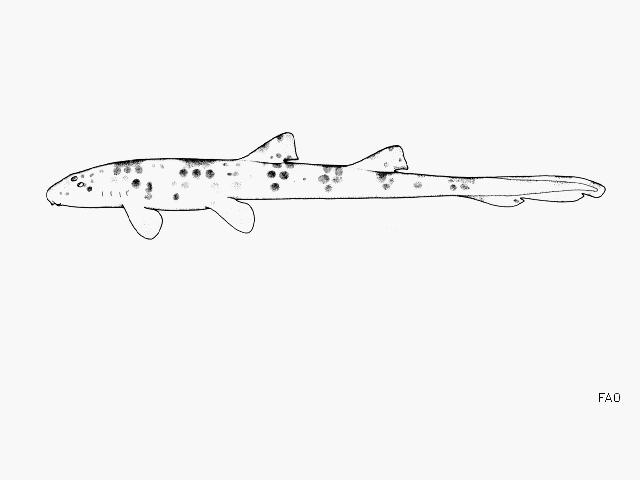 freycinets epaulette shark