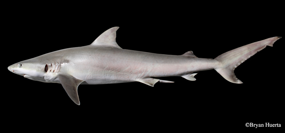 blacknose shark