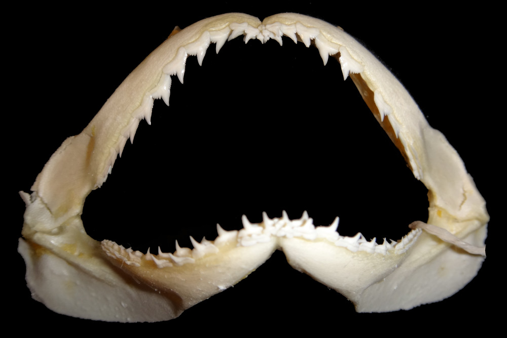Carcharhinus coatesi