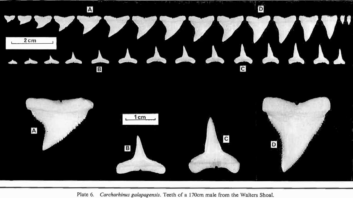 Carcharhinus galapagensis, Plate 6 in Bass et al., 1973