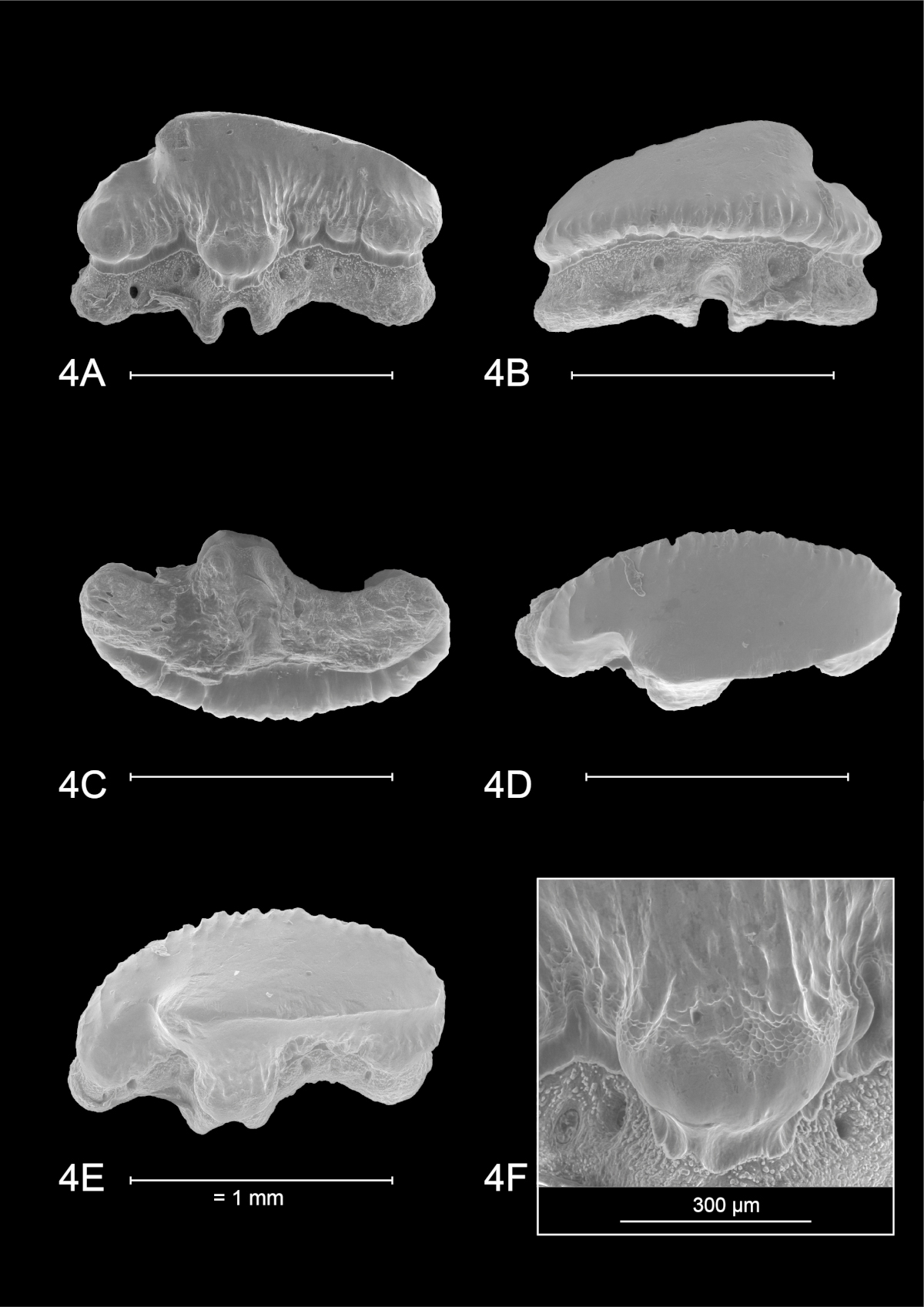 Mustelus punctulatus