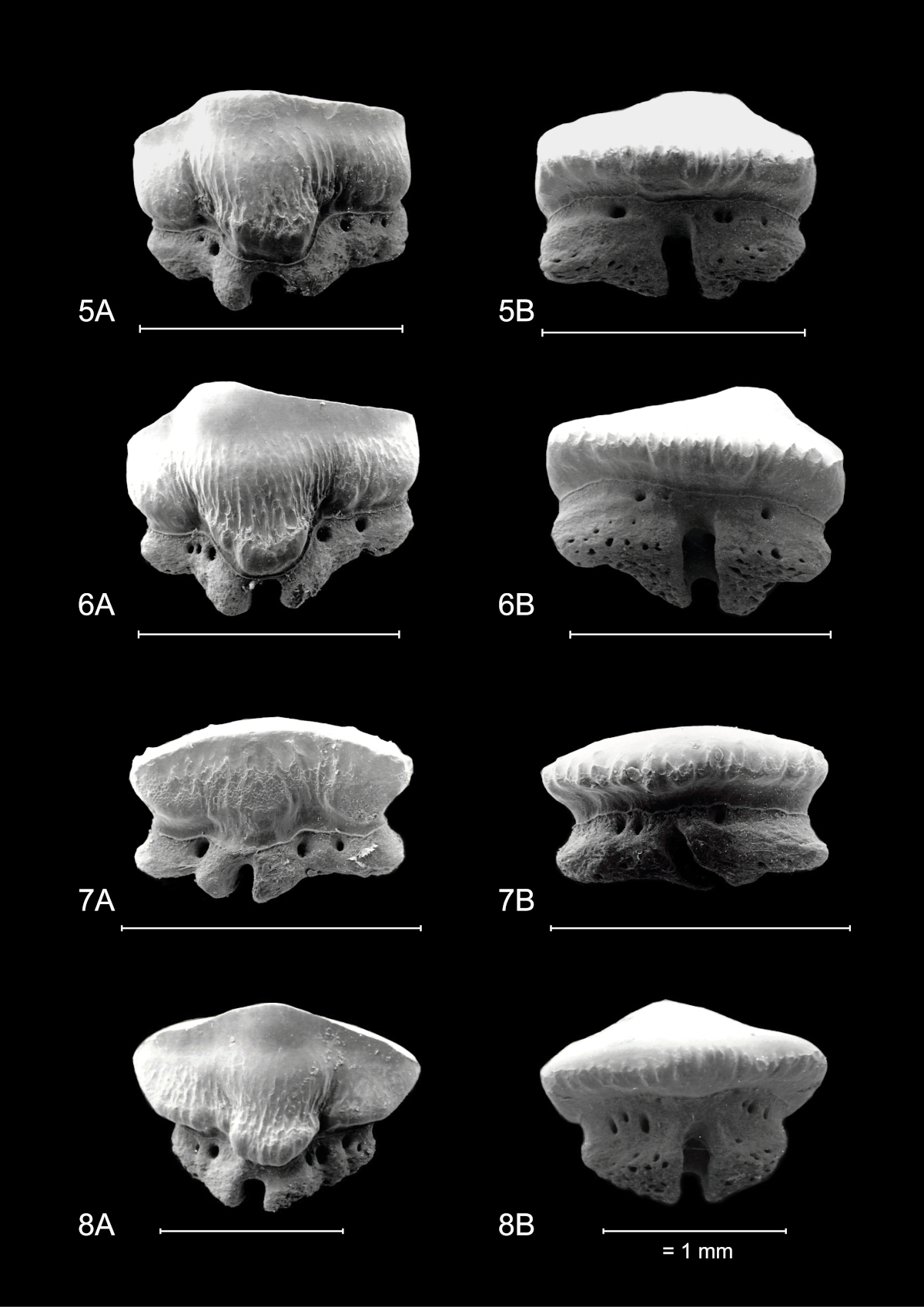 Mustelus mustelus