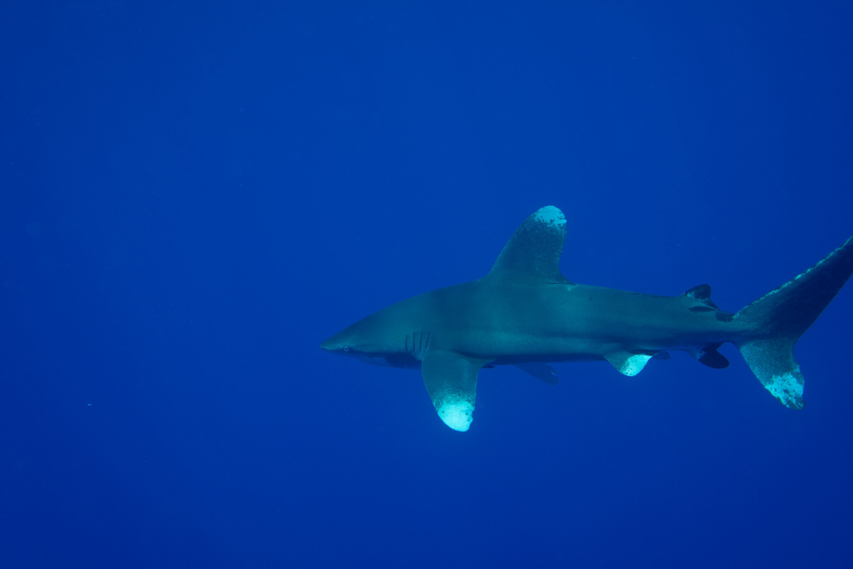 galanos shark