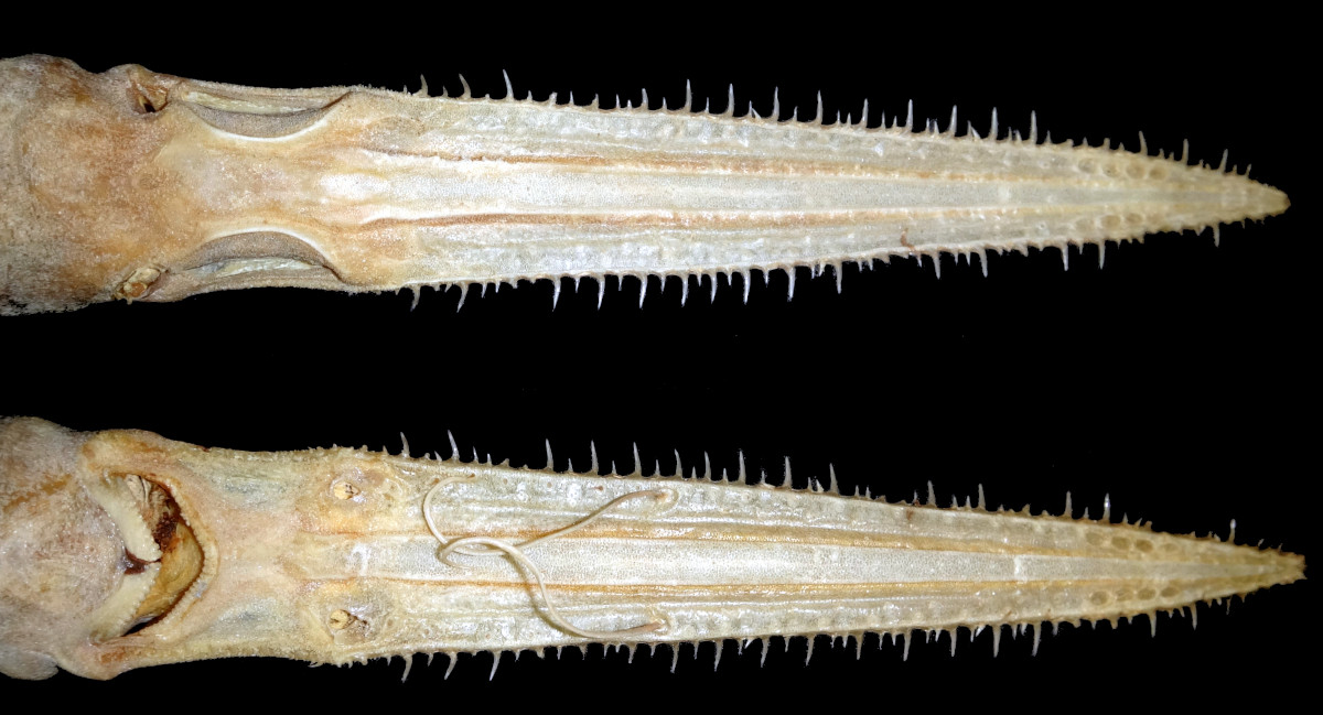 Pristiophorus nancyae
